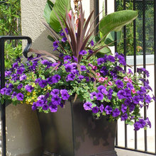 CONTAINER PLANTING