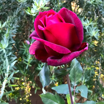 Roses
