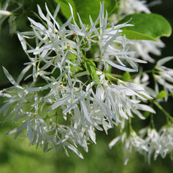 Native Flowering Trees - Products