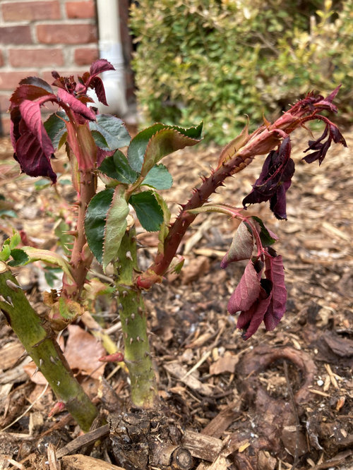 What is wrong with my rose?
