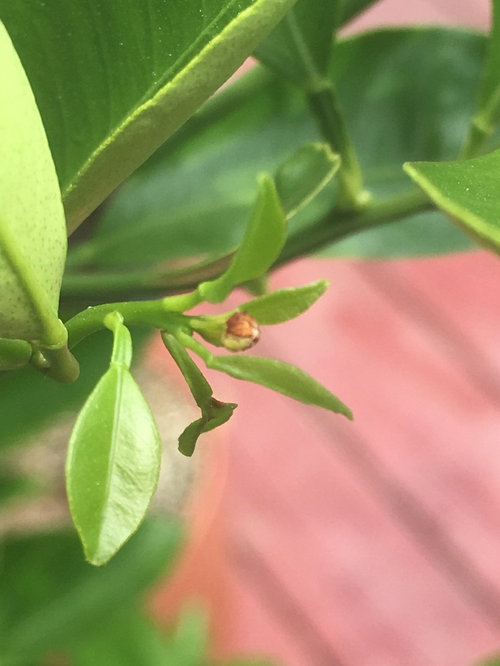 calamondin buds and leaves turning reddish brown.