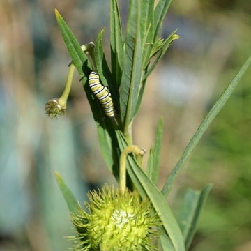 Asclepia- Milk Weed w. Monarch Caterpillar-Pollinator Planting