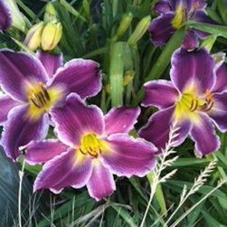 Nursery and Garden Center - Bulbs And Seeds
