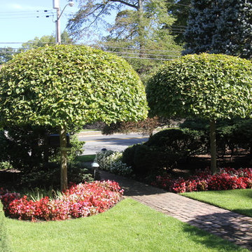 Tree and Shrub Pruning