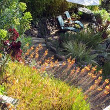 outdoor plants