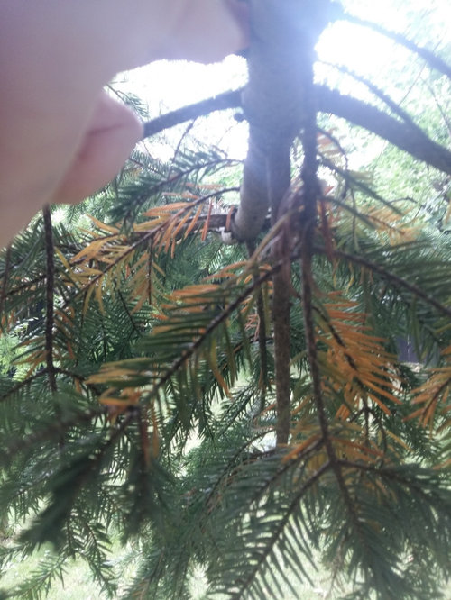 Dying yews, second year ( +fir trees