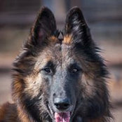 Judy Olsons foto