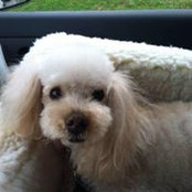 Cindy Kassouf's photo