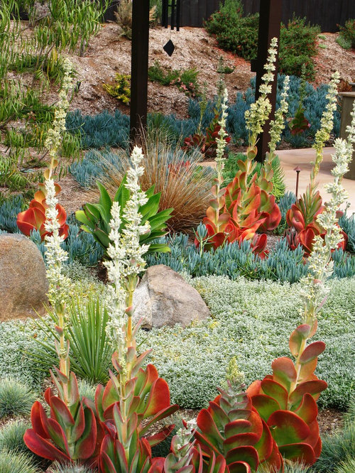 Best Succulent Landscape Design Ideas & Remodel Pictures | Houzz