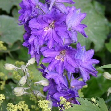 Garten in Blau