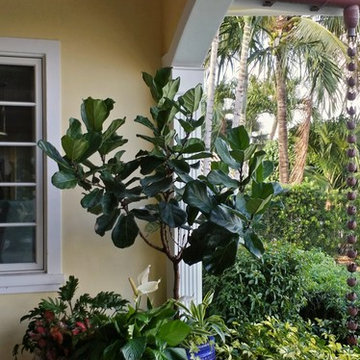 Patio Paradise