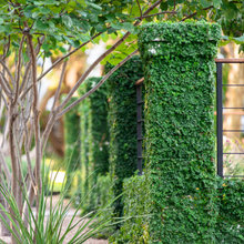 Landscape Ideas