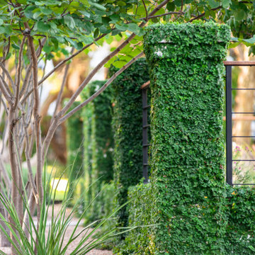 Sheared Creeping Fig Vine
