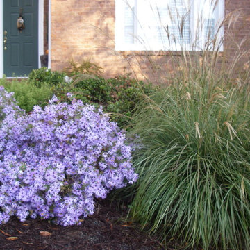 Fall color and texture from asters & Adagio dwarf miscanthus grass