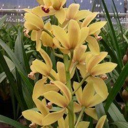 orchids - Products