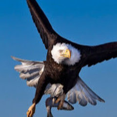 Eagle Contracting Services