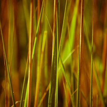 Nature, Art Photography