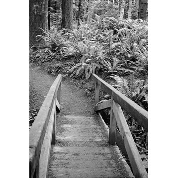 Fine Art Photograph, Redwood Bridge II, Fine Art Paper Giclee