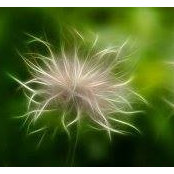Sally Rice's photo