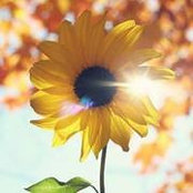 Lynne Strickland's photo
