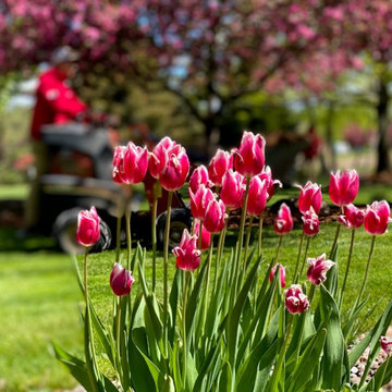 Spring Cleanups / Edging / Tree Installations