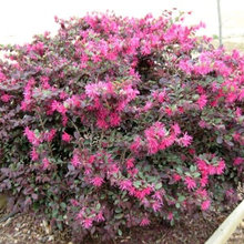 146 Belvedere Plants_