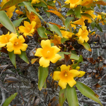 Carolina jessamine (Gelsemium sempervirens)