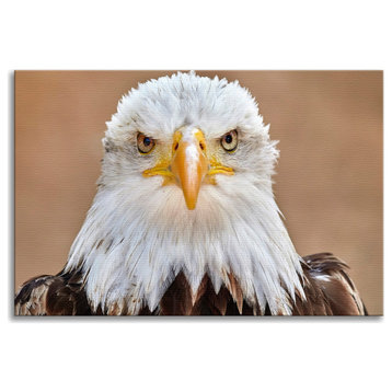 Bald Eagle Portrait Close-up 2 Wildlife Photograph Canvas Wall Art Prints, 12" X 16"