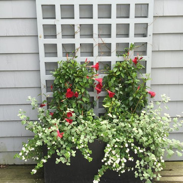 Planters & WIndow Boxes