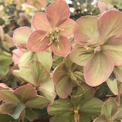 Current Featured Plants - Products