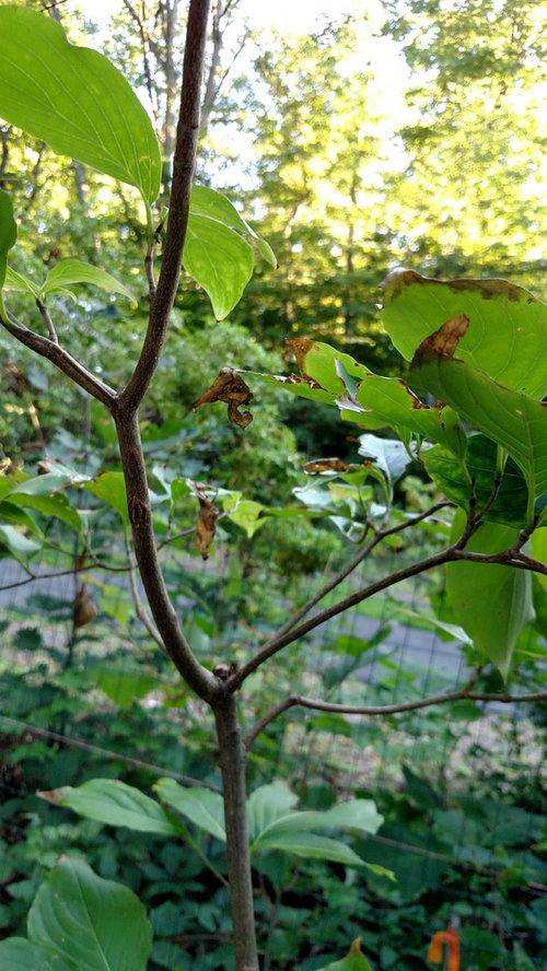 Kousa Dogwood got damaged how to prune to shape it now?