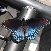 B Falgout's photo