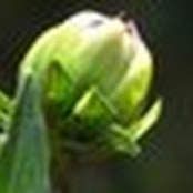 Amanda thum's photo