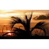 Mike DiFronzo's photo