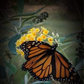 Foto de Annie Smith
