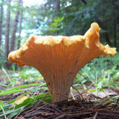 Foto von Sandy Bowden