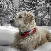 Matthew Wetherington's photo