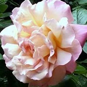 Foto von Maria Moore