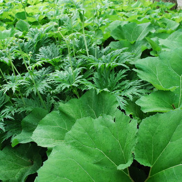 James Golden's Garden at Federal Twist