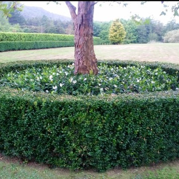 Shapes, Topiaries, clipped back & sides that make a difference in your Garden