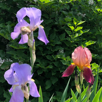In Bloom