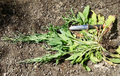 Zen Weeding: The Smart Way to Weed Your Garden
