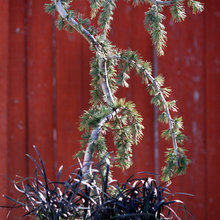 Plants