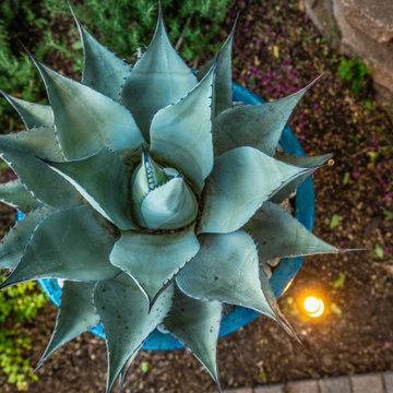Backyard Landscape Design | Dallas, Texas | Alterra Landscape Design