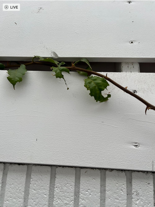 What is eating my bougainvillea?