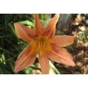 Bethanie Williams's photo