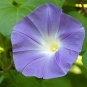 Michele Giannone's photo
