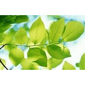 Lisa White's photo