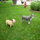 mary_davidson5342