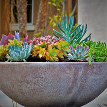 Plants